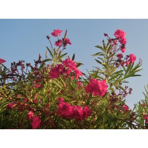 Oleander obyčajný (Nerium oleander) ČERVENÝ - výška 100-130 cm, kont.C15L (-10/-12°C) VIACKMENNÝ